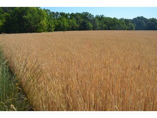 Property photo 31 - 108 +/- Acres Offered in 2 Tracts - Land Auction